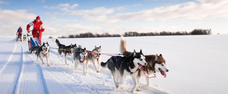 Zwei Personen fahren mit Hundeschlitten durch eine schneebedeckte Landschaft. Der Himmel ist leicht bedeckt. Im Hintergrund ist ein Waldrand oder eine Reihe Büsche zu sehen.
